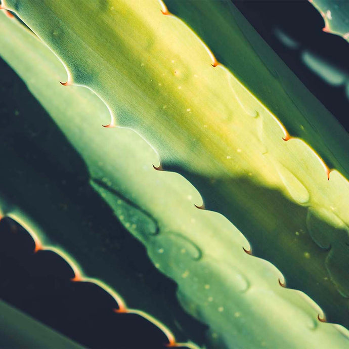 The benefits of Aloe Vera for hair!