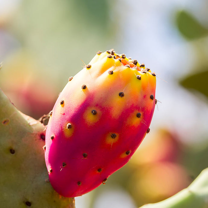 Prickly pear seed oil for hair!