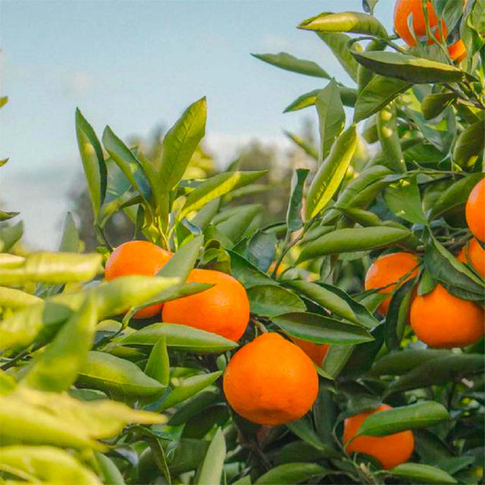 All the benefits of orange blossom!